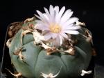 Lophophora williamsii